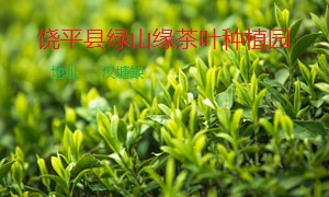 绿山缘茶叶种植园